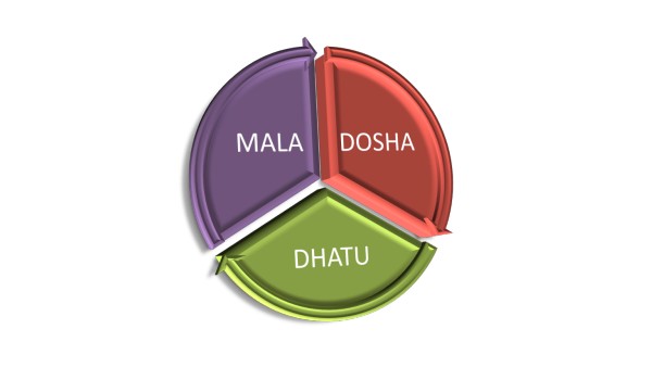 Expert Article: Food, Sleep And Celibacy - The Health Triode