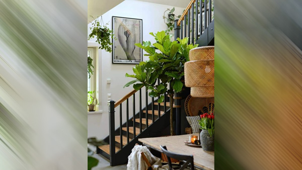Tips On Selecting The Right House Plants