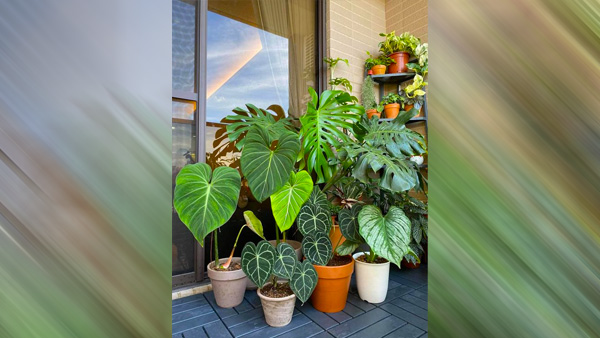 Tips On Selecting The Right House Plants