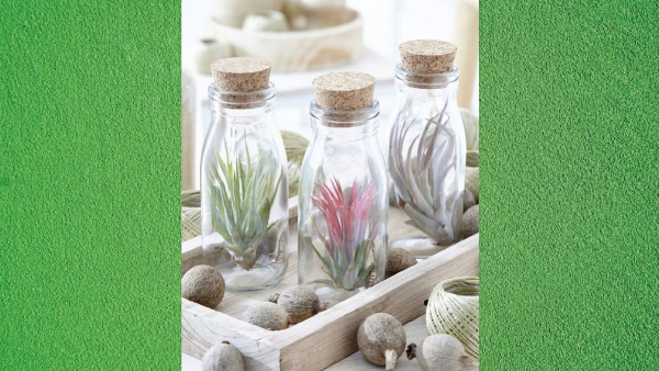 7 Humidity Absorbing Indoor Plants 