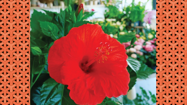 Flowering Plants For Summer Home Décor Flowering Plants For Summer Home Décor