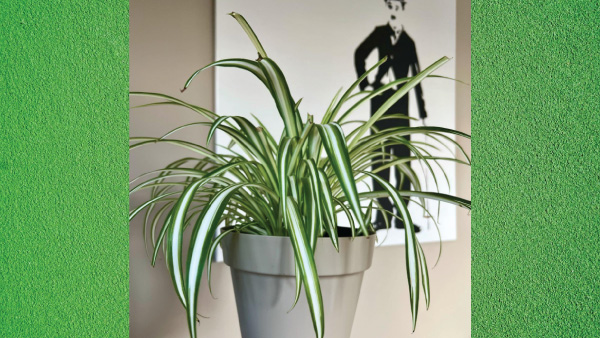 7 Humidity Absorbing Indoor Plants 