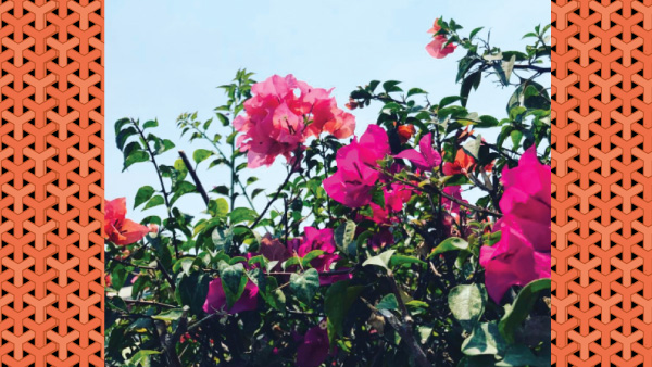 Flowering Plants For Summer Home Décor Flowering Plants For Summer Home Décor