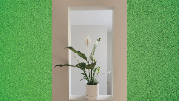 7 Humidity Absorbing Indoor Plants 