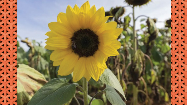 Flowering Plants For Summer Home Décor Flowering Plants For Summer Home Décor