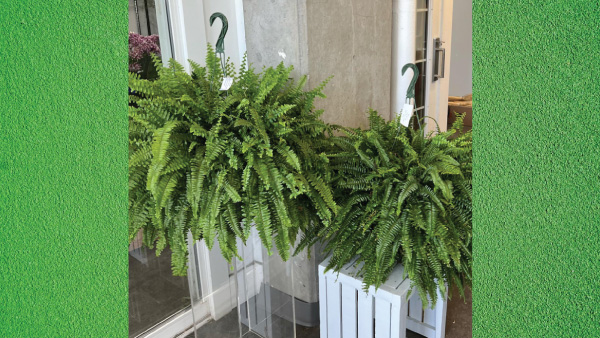 7 Humidity Absorbing Indoor Plants 