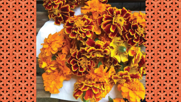 Flowering Plants For Summer Home Décor Flowering Plants For Summer Home Décor