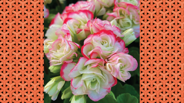 Flowering Plants For Summer Home Décor Flowering Plants For Summer Home Décor