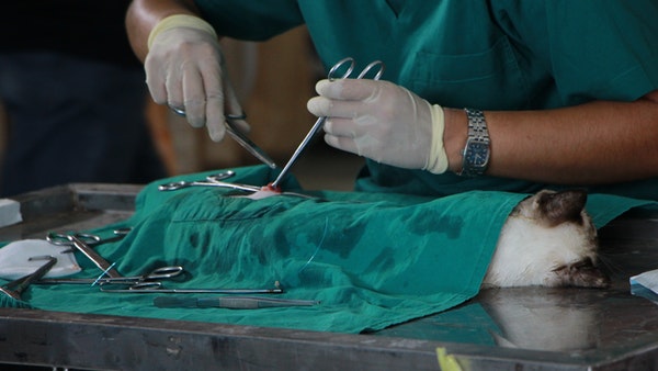 World Veterinary Day: Theme & Objective