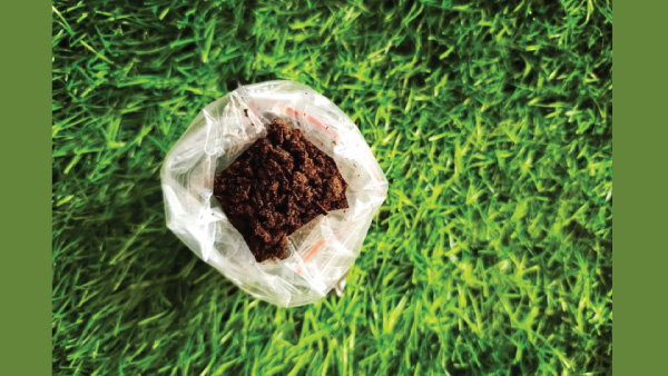 Plants From Gettiṇg Burnt In The Summers