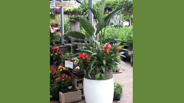 Plants From Gettiṇg Burnt In The Summers