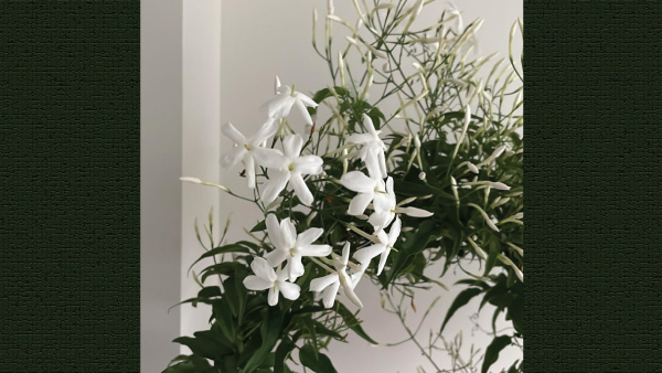 Tulsi, Money Plant, Bamboo: Six Best 