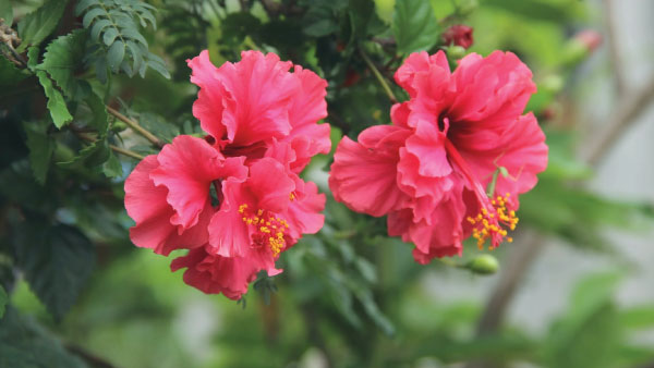 Monsoon Gardening: 8 Best Plants And Veg