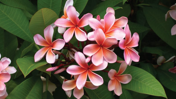 Monsoon Gardening: 8 Best Plants And Veg