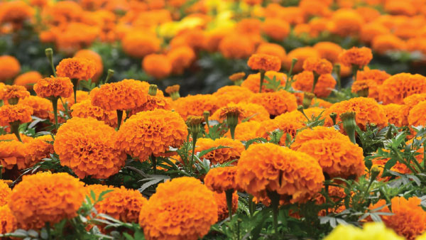 Monsoon Gardening: 8 Best Plants And Veg