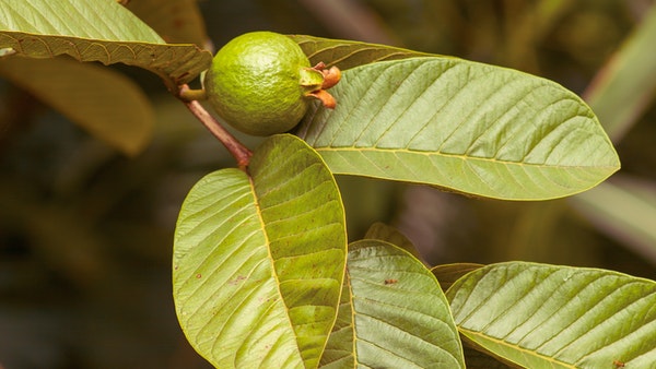 Plant Leaves Good For Diabetes