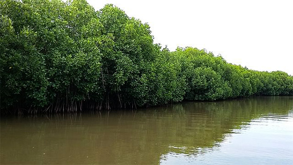 Van Mahotsav 2022: Date And Time 