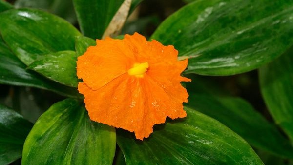 Plant Leaves Good For Diabetes