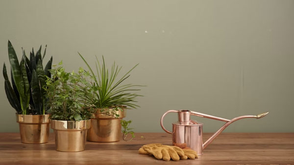 o Care For Plants During The Monsoon