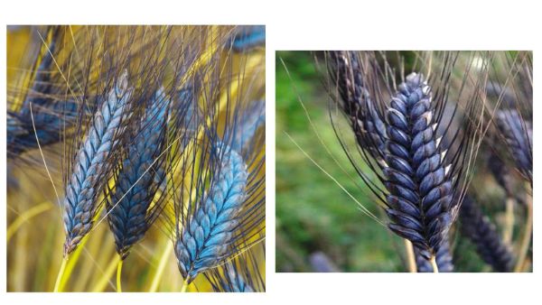 What Is Black Wheat? Read About The Health Benefits Of This Gluten-Free, Superior Wheat Variety