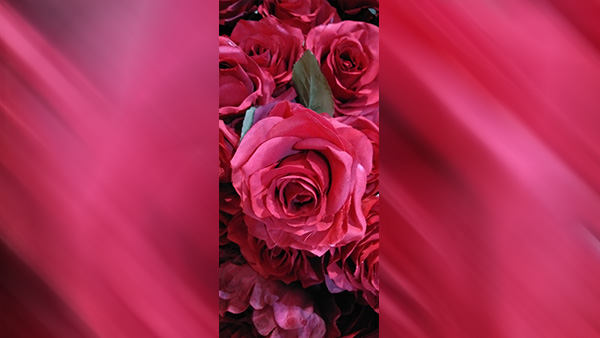 Deep Pink Roses: