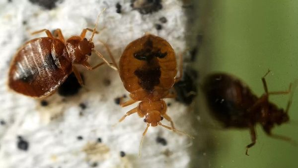 How To Check For Bed Bugs In Hotel Rooms How To Check For Bed Bugs In Hotel Rooms