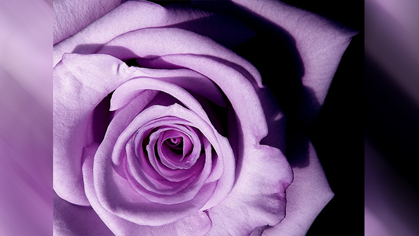 Lavender Roses: