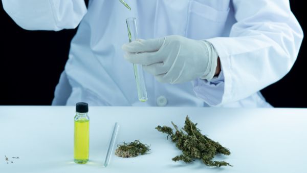 Marijuana May Become A Cure For Alzheimers, Study