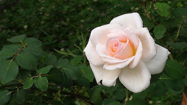 Light Pink Roses: