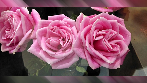 Medium Pink Roses: