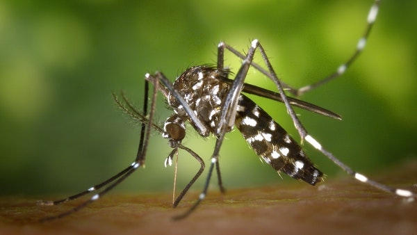 No Mosquito Breeding In Neighbourhoods