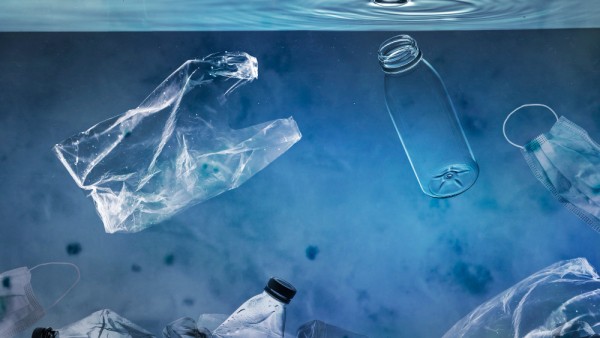 Plastic-Eating Superworms: New Research