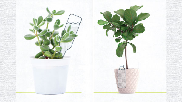 How To Take Care Of House Plants