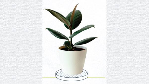 How To Take Care Of House Plants