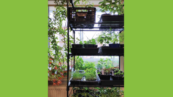 Save Space with Vertical Gardens Save Space with Vertical Gardens
