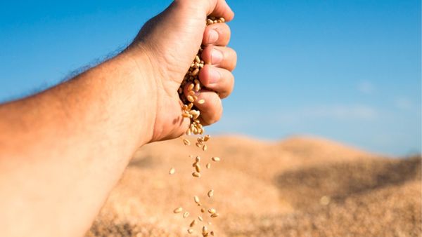 All About Kernza, A Super Grain