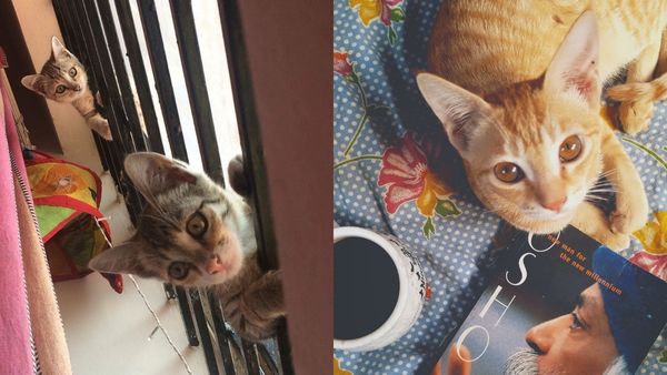 International Cat Day International Cat Day