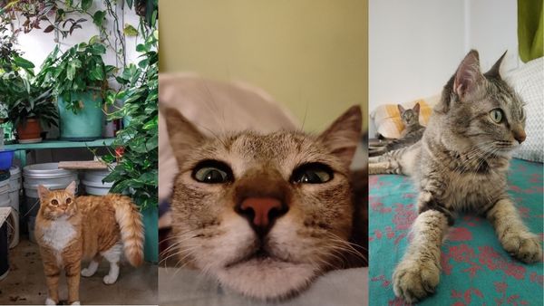 International Cat Day International Cat Day