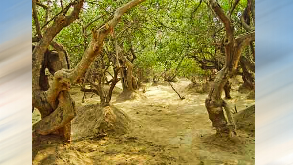 Nidhivan In Vrindavan