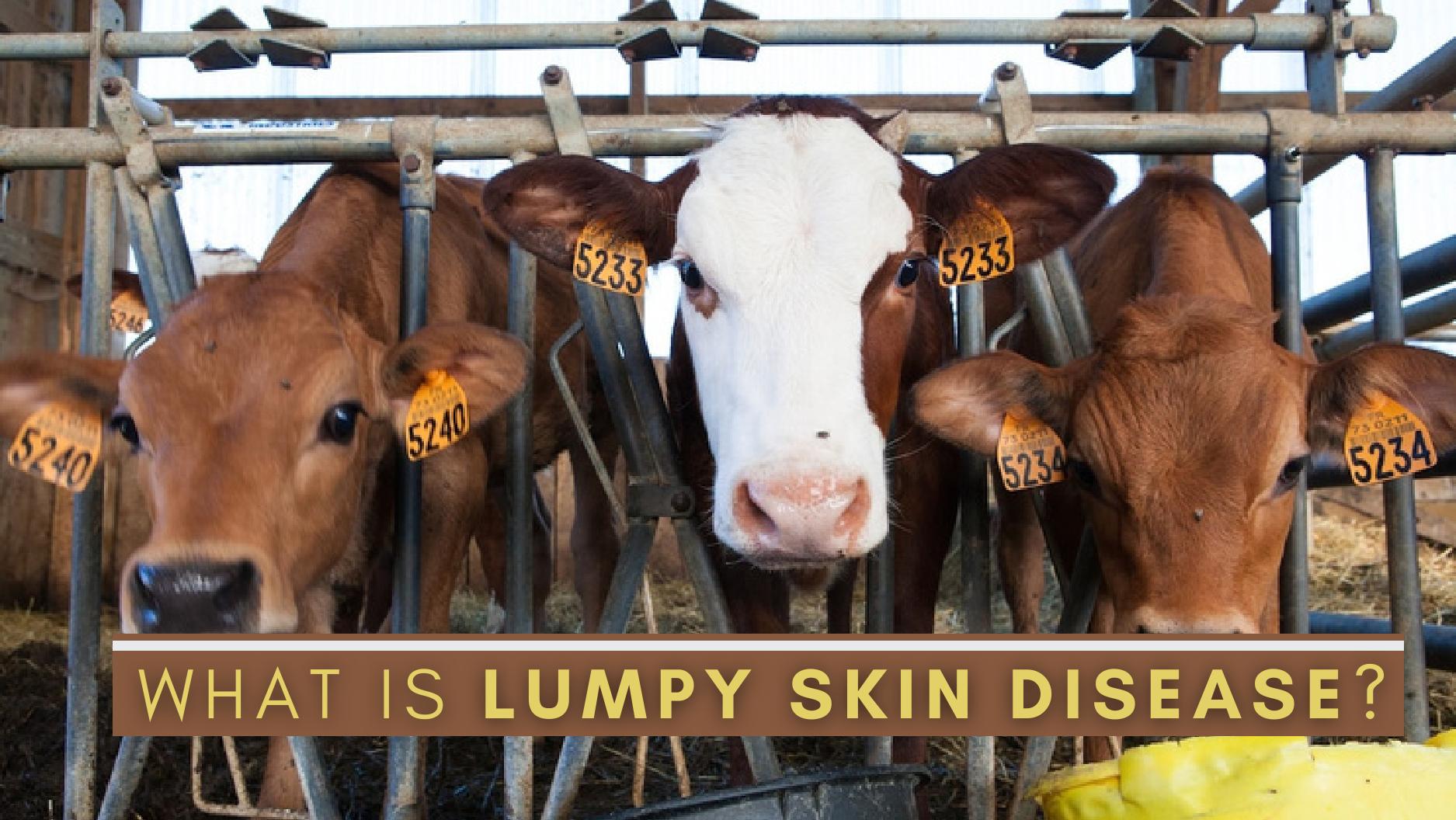 Lumpy Skin Disease Does It Spread To Humans? Is It Safe To Consume Milk?