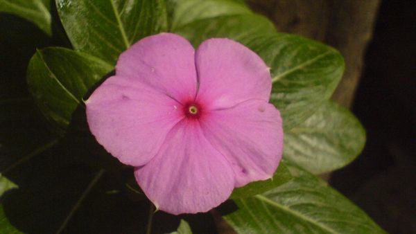Madagascar Periwinkle And Its Benefits