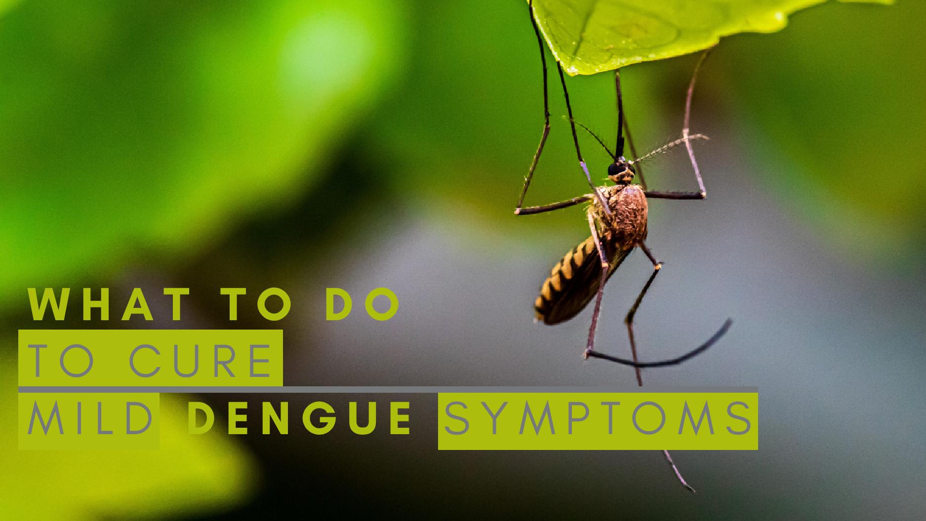 Dengue Menace In India: What To Do To Manage Mild Symptoms Dengue Menace In India: What To Do To Manage Mild Symptoms
