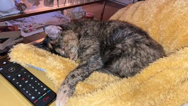 26 Year Old Flossie, Oldest Living Cat