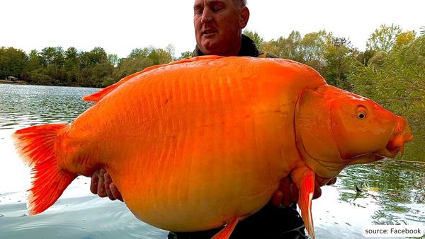 British Man Catches Goldfish Worlds Largest Goldfish