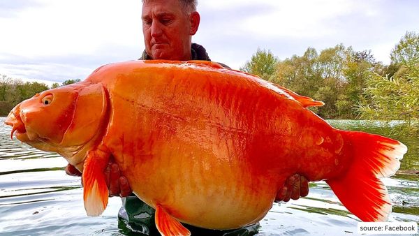 British Man Catches Goldfish Worlds Largest Goldfish