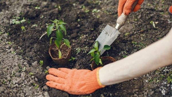 Growing Organic Broccoli At Home In Six Easy Steps