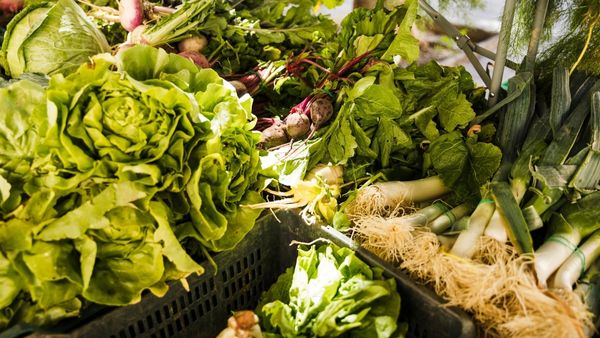 Five Leafy Vegetables For Your Diet