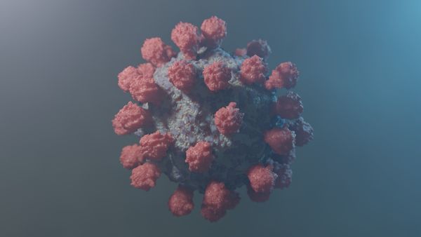 Bats Are Not Immune To New COVID Strains