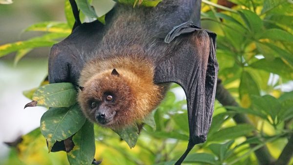 Bats Are Not Immune To New COVID Strains
