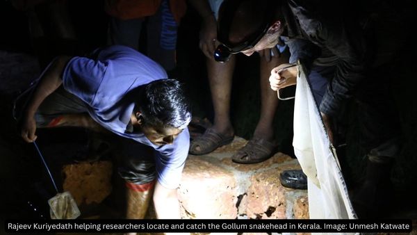 100-Million-Year-Old Fish In Kerala